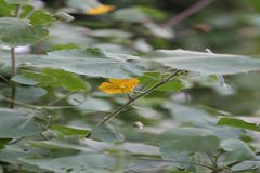 Abutilon indicum subsp. indicum